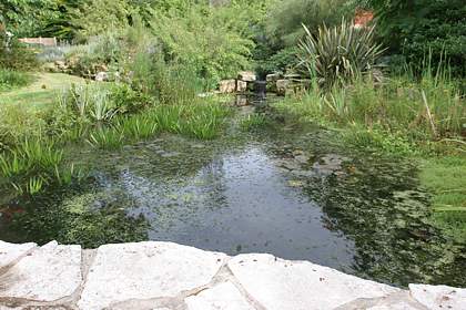 Photo of my pond